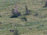 Waterton Glacier 099